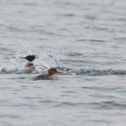 1_Red-Breasted-Mergansers-9650