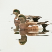 American-Wigeons-1124