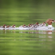 Common-Mergansers-4519