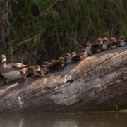 Hooded Merganser & Chicks-10