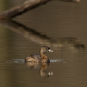 Pie Billed Grebe-11