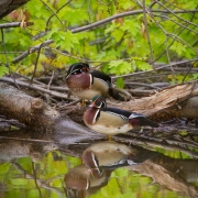 Wood Ducks-15