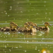 Mallard Chicks-18