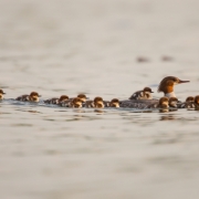 Common Merganser & Chicks-2