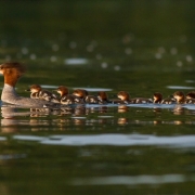 Common Merganser & Chicks-3