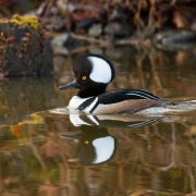 Hooded Merganser-6
