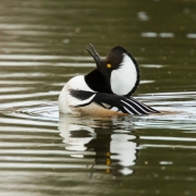 Hooded Merganser-7