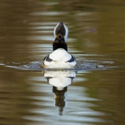 Hooded Merganser-8