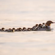 Common Merganser & Chicks 1