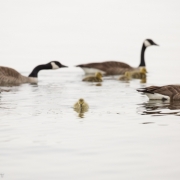 Goose Family 2160