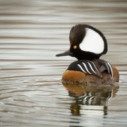 Hooded Merganser_2532