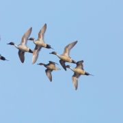 Northern-Pintails-9224