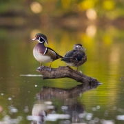 Wood Ducks 9607