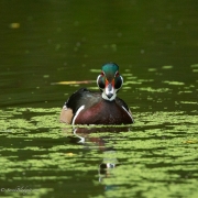 WoodDuck9688