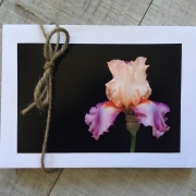 Garden-Flower-Cards-3776