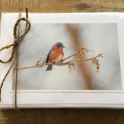 Song birds ~ set of  12