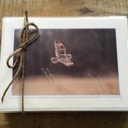 Owls and Raptors ~ set of 12