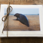 Critters ~ A selection of Wild Beasts! Set of 12