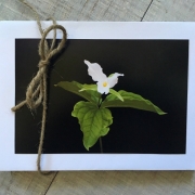 Wild-Flower-Cards-3777