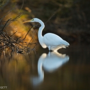 Great Egret_54A2169