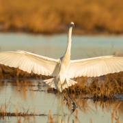 Great Egret, Chincoteague, VA_54A2652