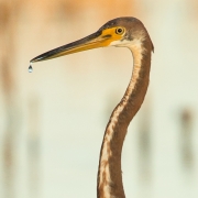 Tri-Colored Heron_54A2779