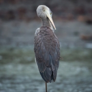 Great Blue Heron_54A5619
