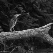 Green Heron_54A6010