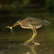 Green Heron_54A9389