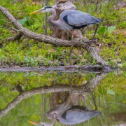Great Blue Heron 1652