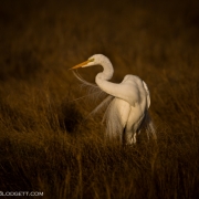 Great Egret 3886