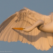 Great Egret 9213
