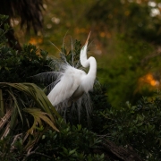 Great-Egret-Preening-9569-2