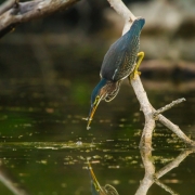 Green Heron-16