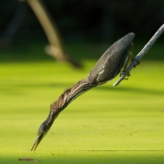Green Heron-19