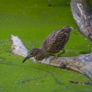 Black Crowned Night Heron-2