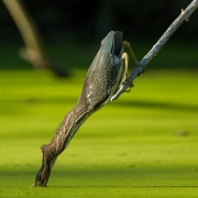 Green Heron-20