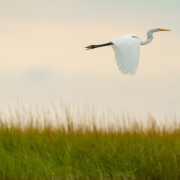 Great Egret Cape Cod-24