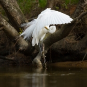 Great Egret-32