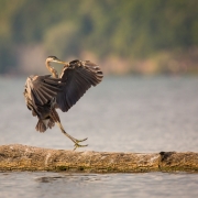 Great Blue Heron-33