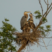 Great Blue Heron Clutch-4