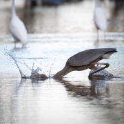 Great Blue Heron_1168