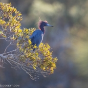 Little Blue Heron 3263