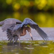 Reddish Egret 0912
