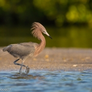 Reddish Egret 0936