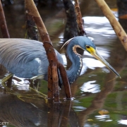 Tri-Colored Heron 1751