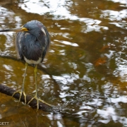 Tri-Colored Heron 1767