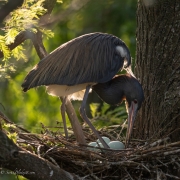 Tri-Colored-Heron-Nesting-9226-2
