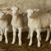Four Lambs 2749