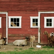 Goat Farm, Gallatin, NY 1272